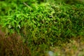 Moss-covered stone. Beautiful moss and lichen covered stone. Bright green moss Background textured in nature Royalty Free Stock Photo