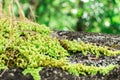 Moss-covered stone. Beautiful moss and lichen covered stone. Bright green moss Background textured in nature Royalty Free Stock Photo