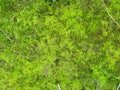 Moss-covered stone. Beautiful moss and lichen covered stone. Bright green moss Background textured in nature Royalty Free Stock Photo