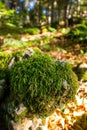 Moss-covered stone. Beautiful moss and lichen covered stone. Bright green moss Background textured in nature Royalty Free Stock Photo