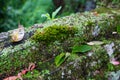 Moss-covered stone. Beautiful moss and lichen covered stone. Bright green moss Background textured in nature. Natural Royalty Free Stock Photo