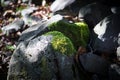 Moss-covered stone. Beautiful moss and lichen covered stone. Bright green moss Background textured in nature. Natural moss on Royalty Free Stock Photo