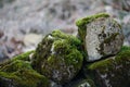 Moss-covered stone. Beautiful moss and lichen covered stone. Bright green moss Background textured in nature. Natural moss on ston Royalty Free Stock Photo