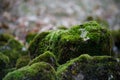Moss-covered stone. Beautiful moss and lichen covered stone. Bright green moss Background textured in nature. Natural moss on ston Royalty Free Stock Photo