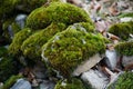 Moss-covered stone. Beautiful moss and lichen covered stone. Bright green moss Background textured in nature. Natural moss on ston Royalty Free Stock Photo