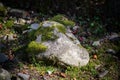 Moss-covered stone. Beautiful moss and lichen covered stone. Bright green moss Background textured in nature. Natural moss on Royalty Free Stock Photo