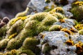 Moss-covered stone. Beautiful moss and lichen covered stone. Bright green moss Background textured in nature. Selective focus Royalty Free Stock Photo