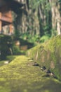 Moss Covered Stone Steps in the balinese hindu temple. Tropical island of Bali, Indonesia. Moss background. Royalty Free Stock Photo