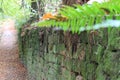 Moss-covered stone wall along forest path with fern Royalty Free Stock Photo
