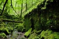 a moss-covered stone wall within a hidden forest cave