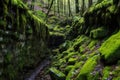 a moss-covered stone wall within a hidden forest cave