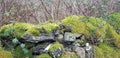 Moss covered stone wall in Winter Royalty Free Stock Photo