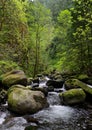 Moss covered stones along a Stream in Spring