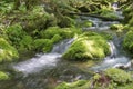 Moss covered stones in a brook in the Mount Carleton, New Brunswick, Canada Royalty Free Stock Photo