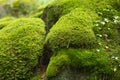 Moss Covered Stones