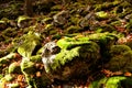 Moss-covered stones in nature