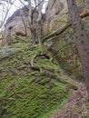 Moss covered stones and sandstone rocks with oak tree with twist Royalty Free Stock Photo