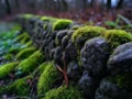 Moss-covered stones in a serene forest setting