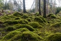 Moss covered stones in an untouched forest Royalty Free Stock Photo