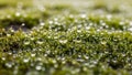 Moss covered surface with numerous water droplets forming on its Royalty Free Stock Photo