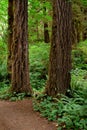 Moss covered tree