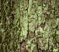 Moss covered tree bark Royalty Free Stock Photo