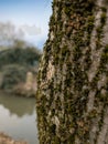 Moss-Covered Tree Bark with Blurred Background Royalty Free Stock Photo