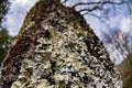 Moss covered tree bark close up Royalty Free Stock Photo