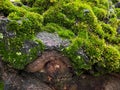 Moss covered tree bark close up with vibrant green textures. Nature background. Natures detail, forest floor life and Royalty Free Stock Photo