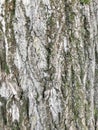 Texture of tree bark closeup.