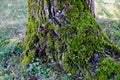 Moss Covered Tree, Deeply Textured Trunk