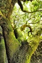 Moss-covered tree Royalty Free Stock Photo