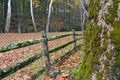 Moss covered tree and fence in a autumn leaf covered field Royalty Free Stock Photo