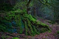 Moss covered tree in a forest in Scotland