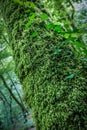 Moss covered tree green wooded gorge