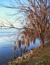 Moss Covered Tree hangs over Lake Seminole in Georgia Royalty Free Stock Photo