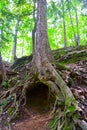 Moss-Covered Tree with Hollow Base in Verdant Michigan Forest Royalty Free Stock Photo