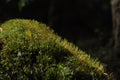 Moss covered tree limb seedlings and young plants. Rays of light Royalty Free Stock Photo
