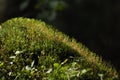 Moss covered tree limb seedlings and young plants. Rays of light reaching Royalty Free Stock Photo