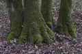 Moss-covered tree roots and fallen leaves covering the ground around the tree Royalty Free Stock Photo