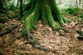 Moss-covered tree roots and fallen leaves covering the ground around the tree. Fairy Forest