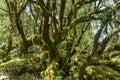 Moss covered tree roots in the forest, Royalty Free Stock Photo