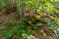 Moss-covered tree roots outside of the ground