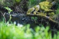 Moss-covered tree roots overhanging a tranquil forest stream, surrounded by lush greenery. Royalty Free Stock Photo