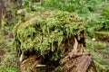 Moss Covered Tree Stump Closeup in Temperate Rainforest
