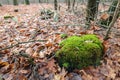 Moss-covered tree stump among fallen oak leaves Royalty Free Stock Photo
