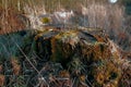 Moss covered tree stump in grass field. Rural nature scene of overgrown algae and wild reeds on a fallen tree in a dry Royalty Free Stock Photo