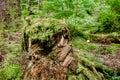 Moss Covered Tree Stump in Temperate Rainforest
