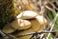 Small Mushrooms With an ant crawling Royalty Free Stock Photo