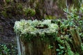 Moss-Covered Tree Stump in a Forest Royalty Free Stock Photo